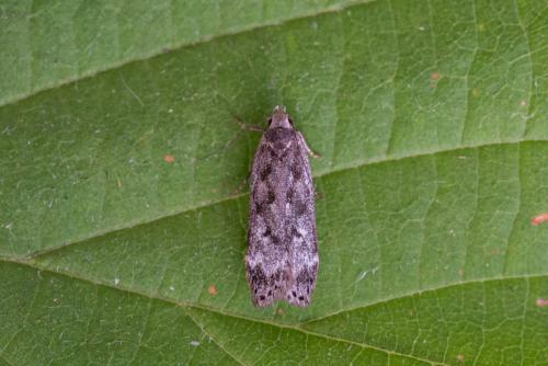 Réf. 217 367 : Anacampsis sp.